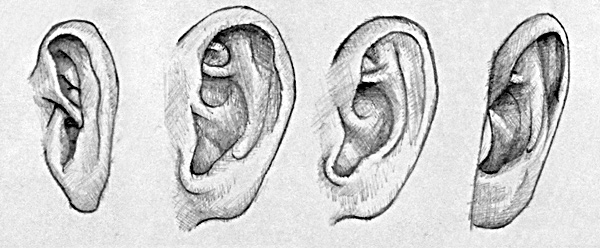 räumliche Zeichnung von Ohren