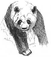 Tuschezeichnung Panda
