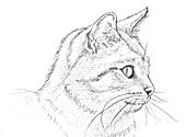 Bleistiftzeichnung Katze