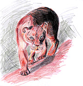 Tierzeichnung Puma