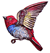 Tierbild Vogel