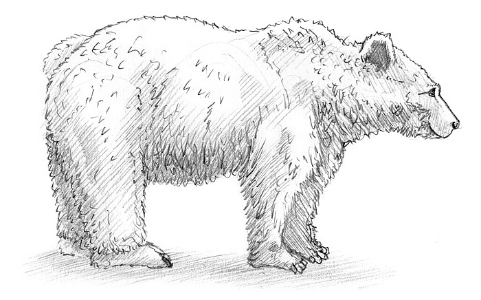 Einen Bären in der Seitenansicht zeichnen