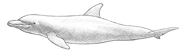 Zeichnung Delfin