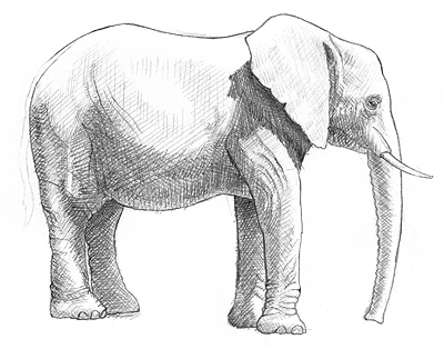 Elefanten zeichnen