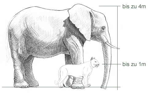 Größenverhältnisse Elefant und Tiger