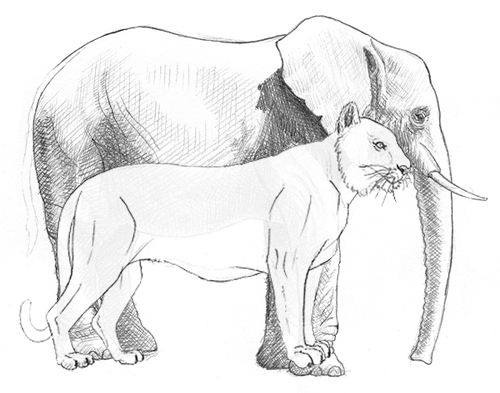 Proportionen Elefant