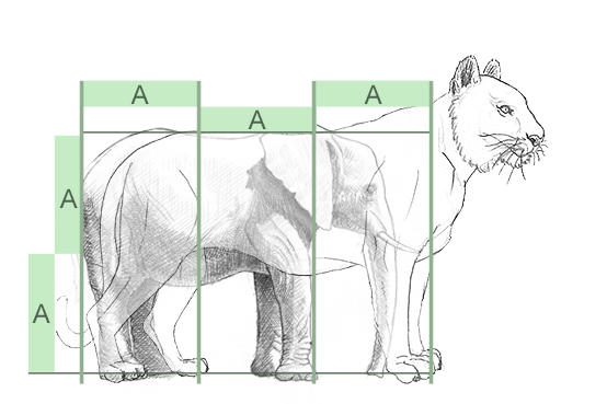 Proportionen Elefant und Tiger zeichnen