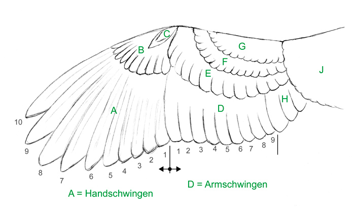 Flügel zeichnen lernen
