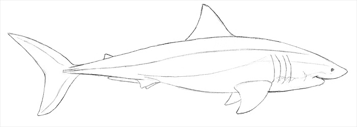Einen Hai zeichnen