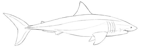 Skizze eines Hais