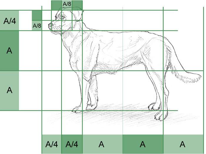 Proportionen eines Hundes zeichnen