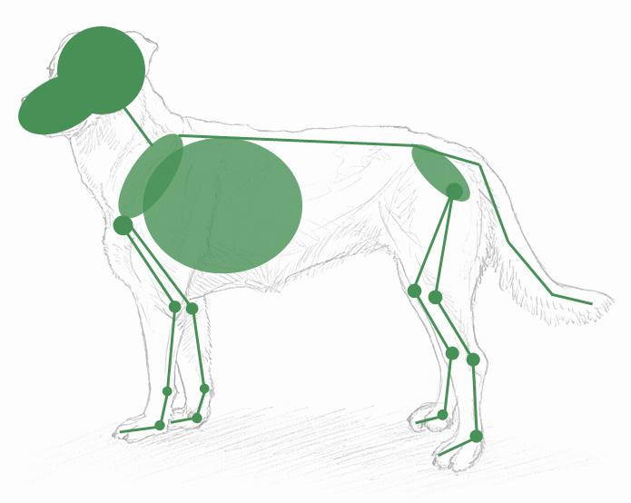 Skelett-Darstellung eines Hundes