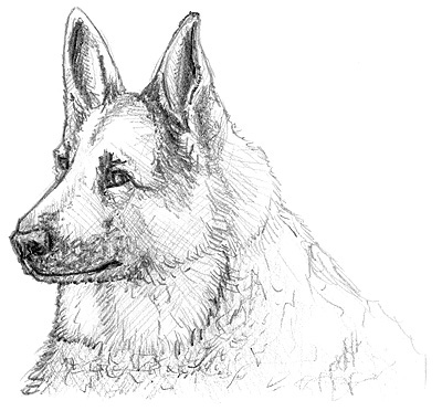 Ein Hundeporträt zeichnen