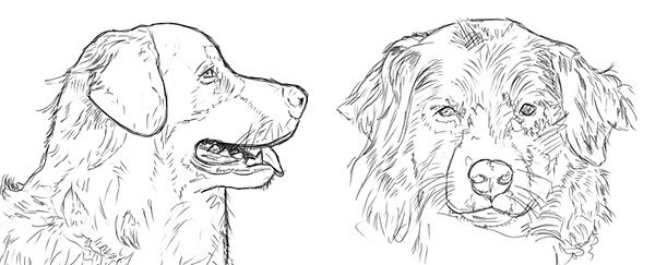 Hundeporträts zeichnen lernen