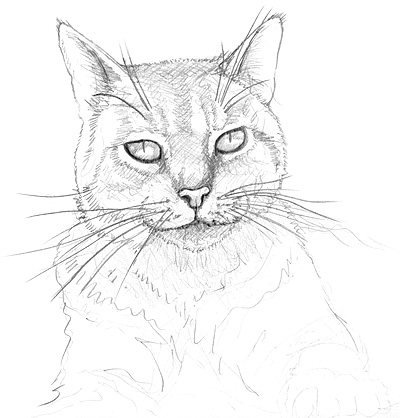 Katzenporträt zeichnen