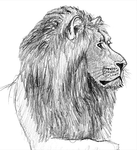 Einen Löwen zeichnen lernen