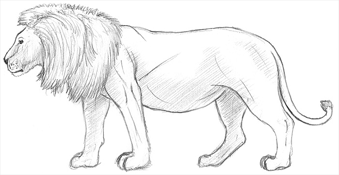So zeichnet man einen Löwen