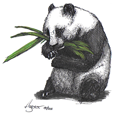 Pandabär zeichnen