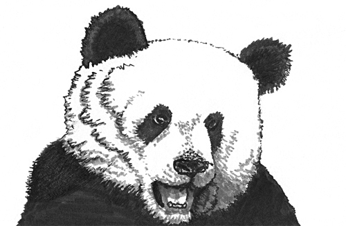Zeichnung eines Pandakopfs