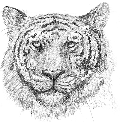 Zeichnung eines Tigers mit Fell