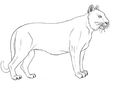 Zeichnung Tiger