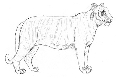 Tiger Zeichnung