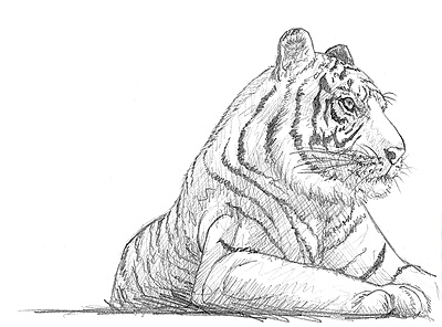 Bleistift-Zeichnung eines Tigers