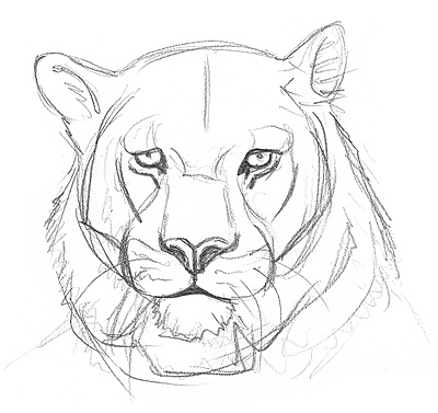Einen Tiger zeichnen lernen