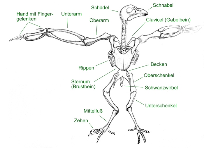 Anatomische Studie Vogel