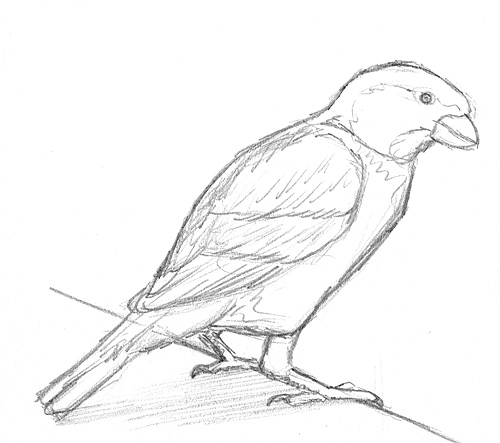 Einen Vogel zeichnen lernen