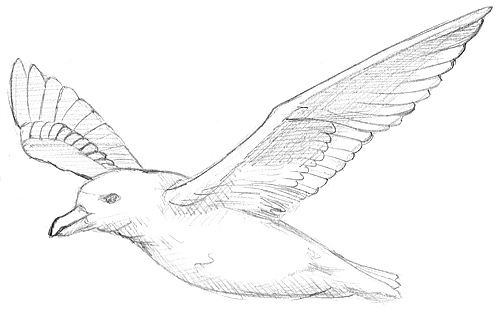 Vogelflügel im Flug zeichnen